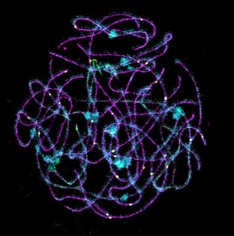 Super-​resolution microscopy image of a cell in the pachytene stage of meiosis (Magenta: synaptonemal complex; cyan: clusters of hyper-​condensed DNA; yellow dots: recombination sites between the homologs).