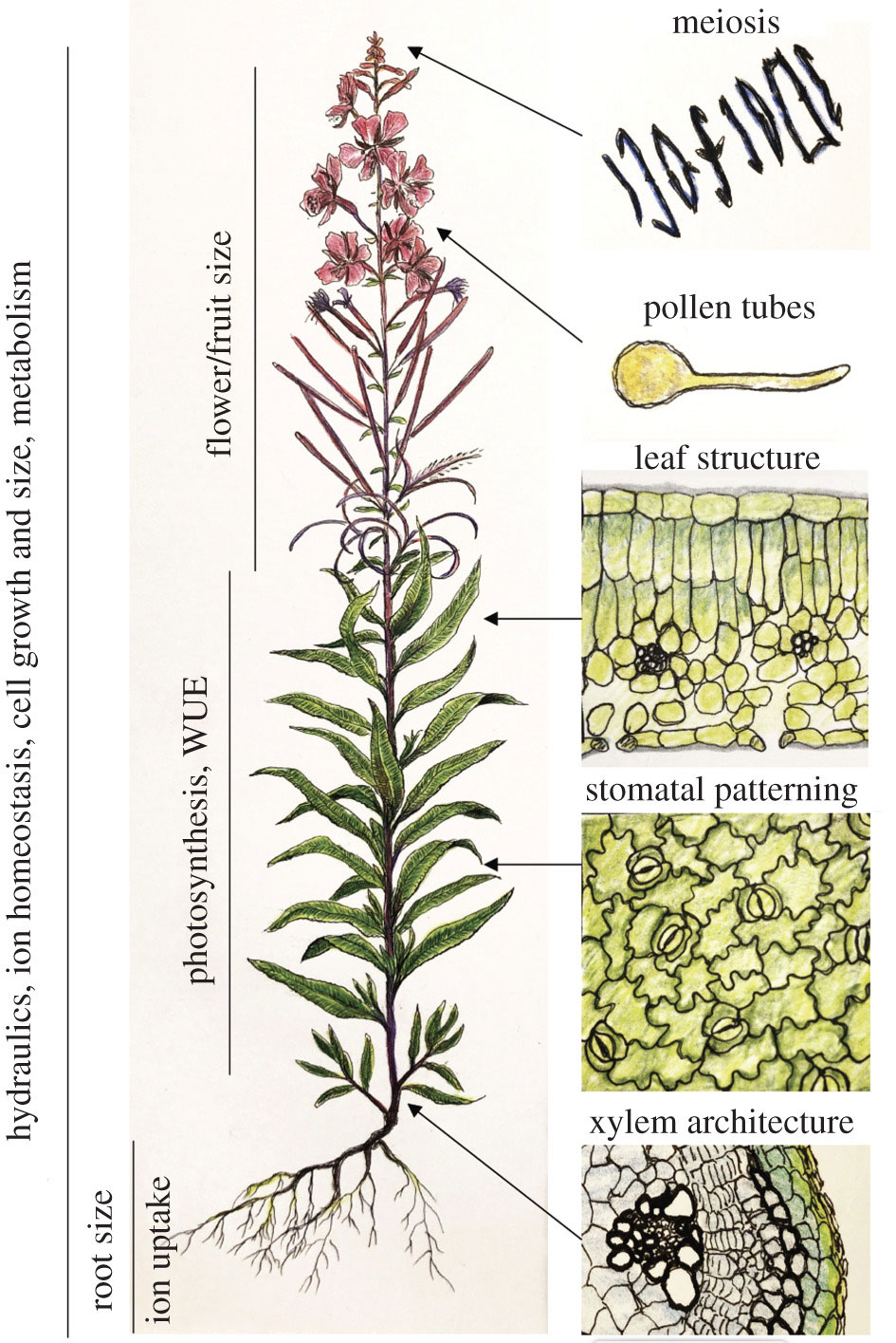 <i>Summary of some of the major changes associated with WGD in plants. Illustrations by Prof. Kirsten Bomblies</i>