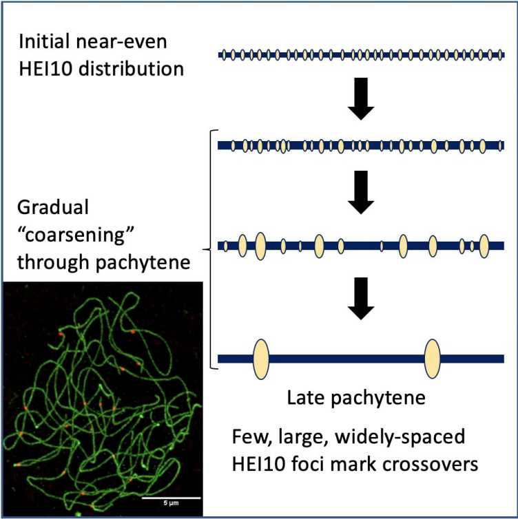 Cartoon representation of the gradual coarsening of HEI10 on chromosomes until it marks crossovers in late pachytene. Bottom left: Pachytene nucleus with HEI10 foci (red) on chromosomes (green), marking crossovers (Image: Chris Morgan).