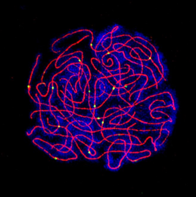 Pachytene spread of a male meiocyte stained for the synaptonemal complex (ZYP1) in red, chromatin in blue, and crossovers in green (HEI10) (Image: Chris Morgan).