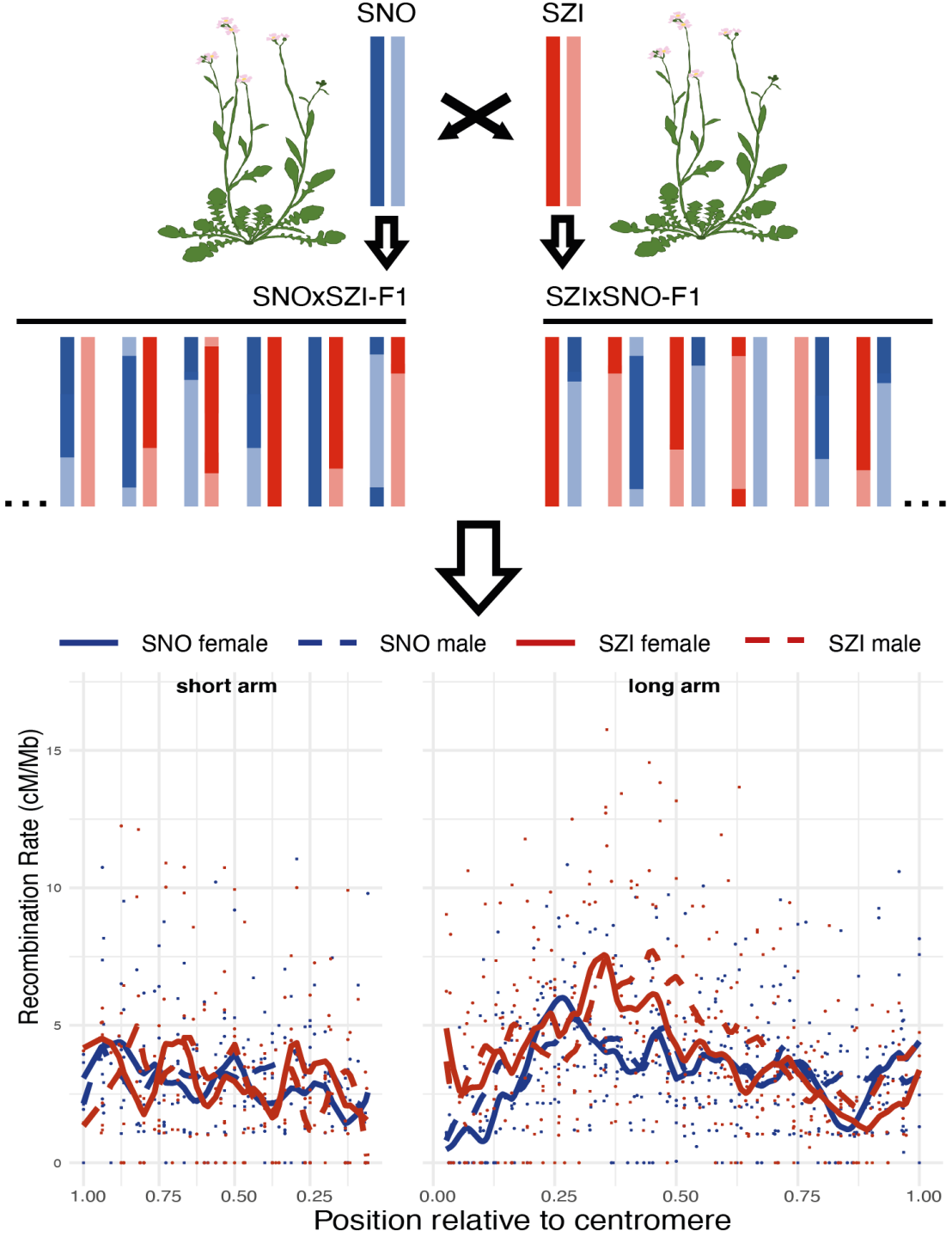Top: Crossing scheme used to produce the first male and female genetic maps of diploid Arabidopsis arenosa from two populations (SNO, SZI). Bottom: Whole genome averaged recombination rate variation along short and long chromosomal arms.