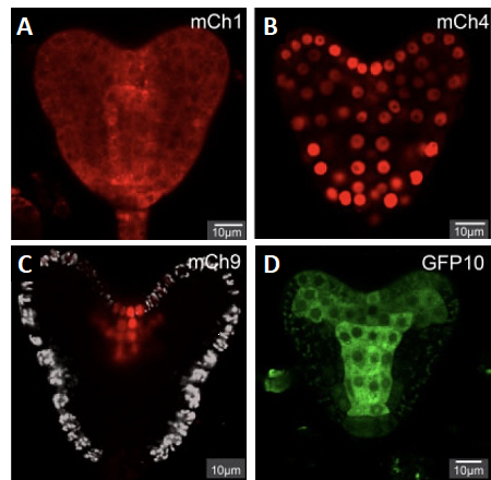 Specific spatial distributions of mCherry:AGO1 (A, ubiquitous nucleo-​cytosolic), mCherry:AGO4 (B, ubiquitous, nuclear), mCherry:AGO9 (meristematic, nuclear) and GFP:AGO10 (pro-​vascular, cytosolic) reporters in the Arabidopsis heart-​stage embryo.