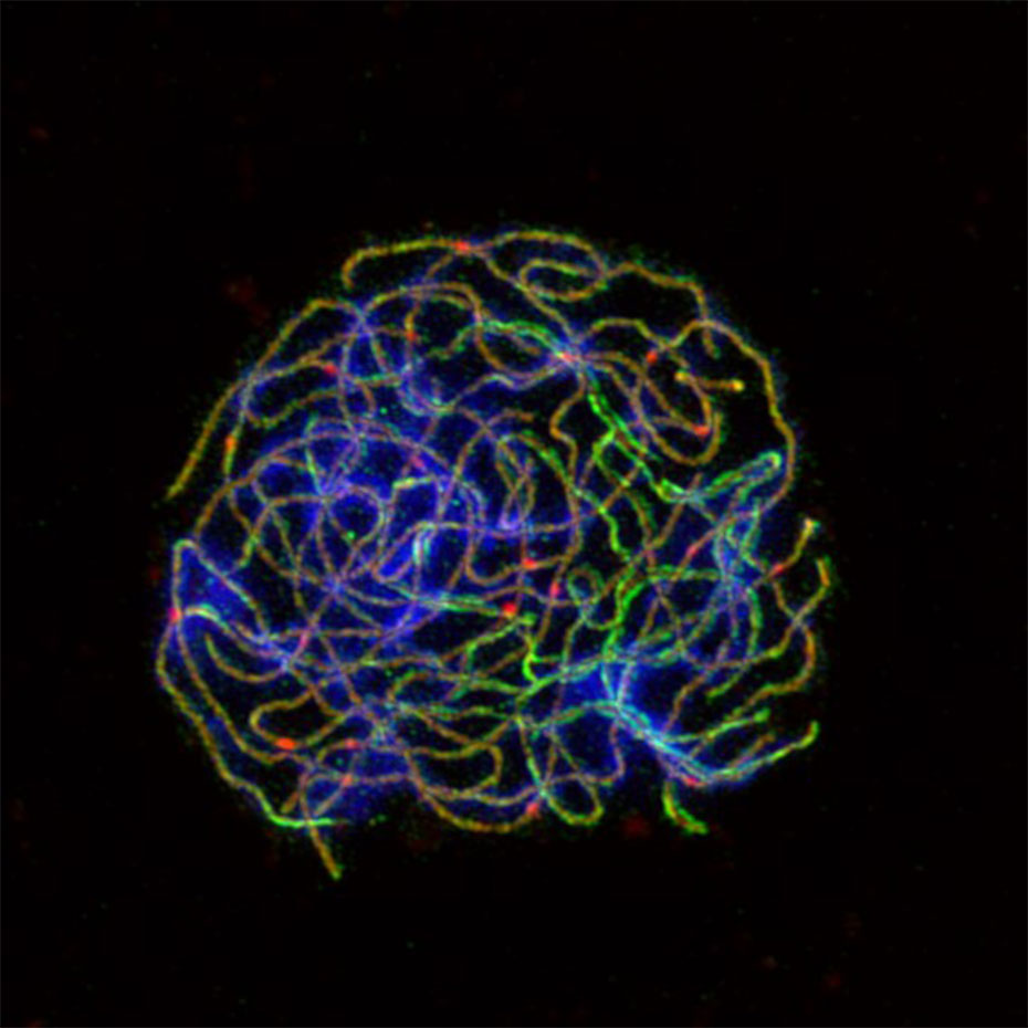 Immunocytology of a pachytene meiocyte from tetraploid A. arenosa