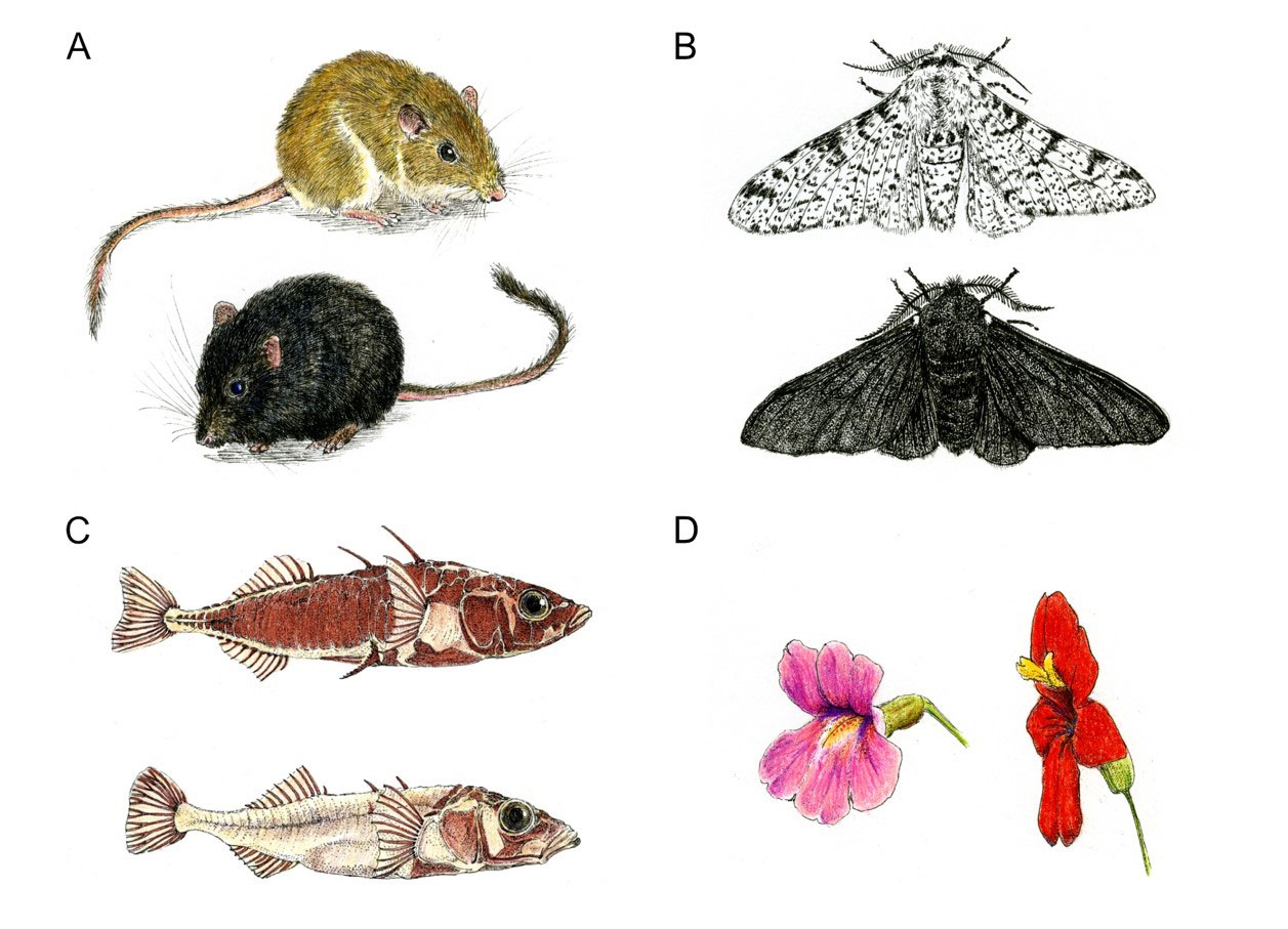 the-genetic-and-biophysical-basis-of-adaptation-and-what-we-can