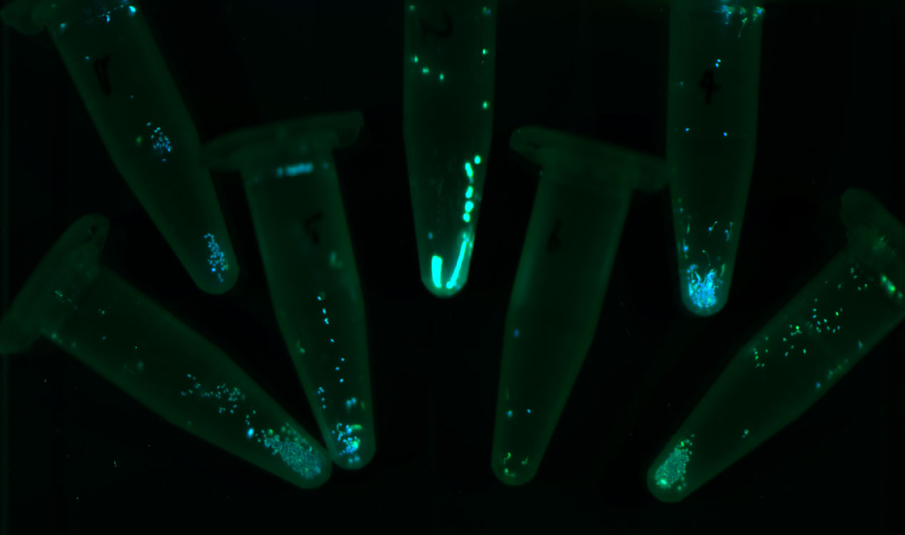 Auto-fluorescence of natural plant seeds (Arabidopsis thaliana)