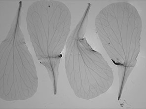 Arabidopsis-arenosa-petals-(floral-leaves)