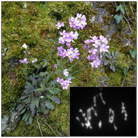 A wild Arabidopsis arenosa plant, with inset showing a metaphase I chromosome spread, showing bivalents (pairs of parental chromosomes) as well as aberrant “multivalents” (rectangular structures).