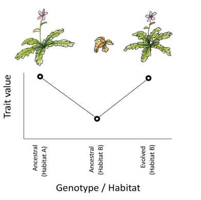 genotype / habitat